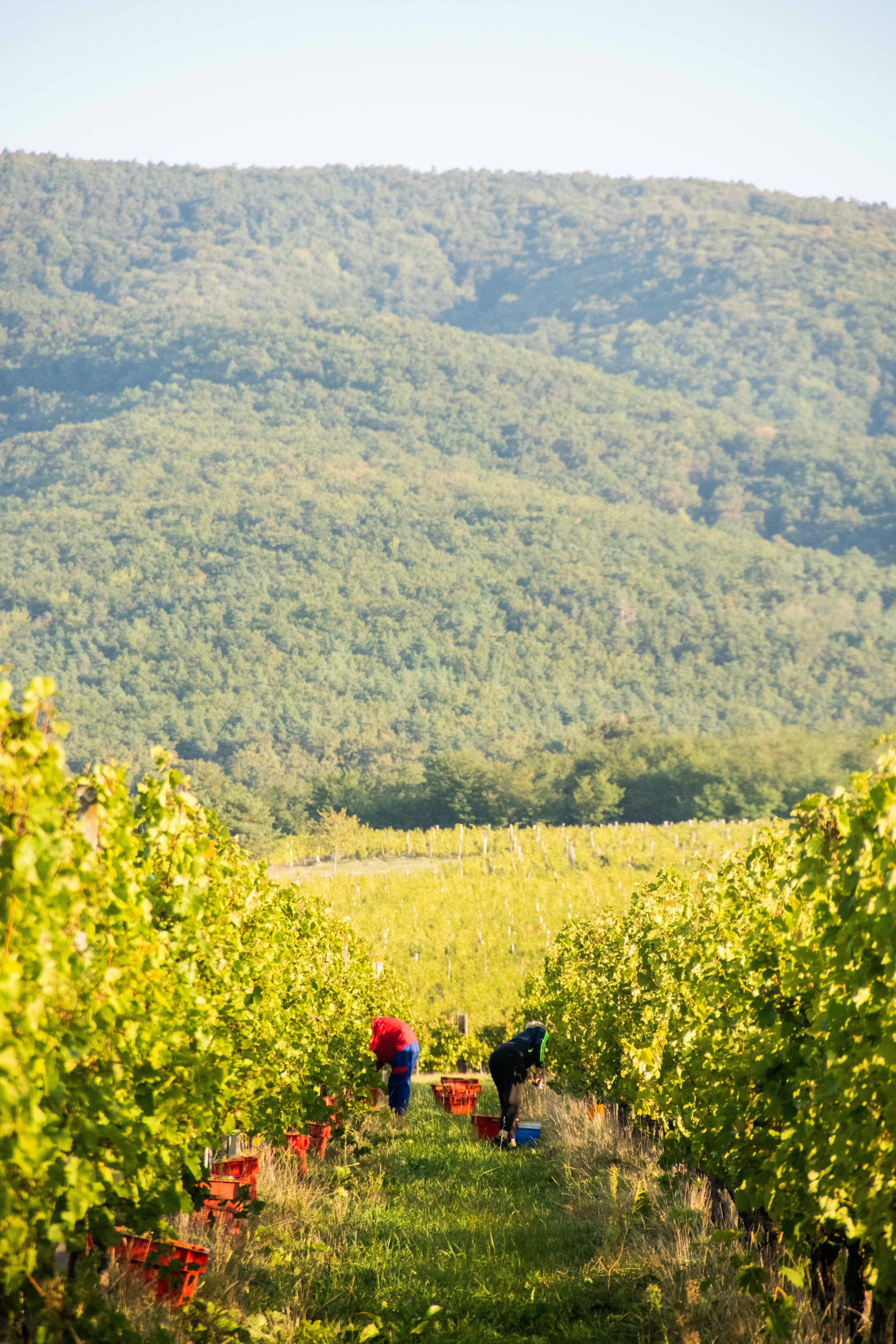 Slavonia - Image from the region